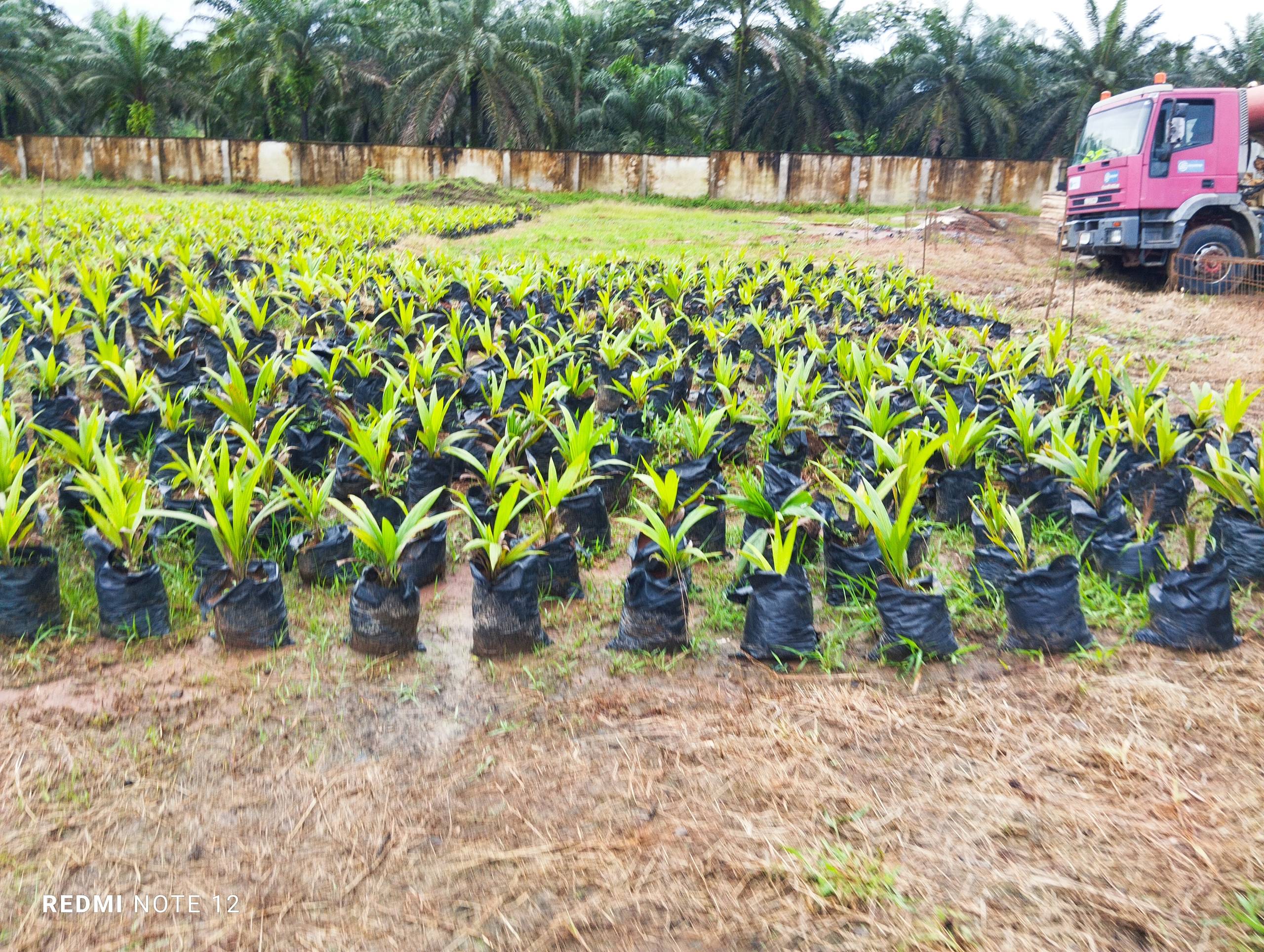 DAKADDA GLOBAL OIL PALM